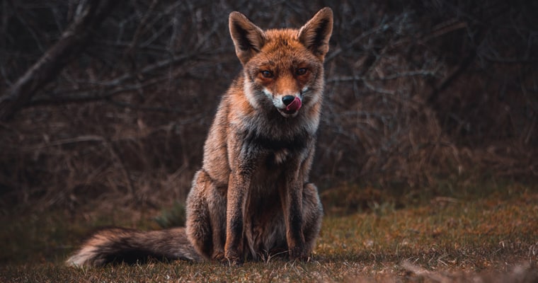 Foxes have played a major role in the decline and extinction of many native animal species in Australia. Photo: Tim ten Cate | Unsplash