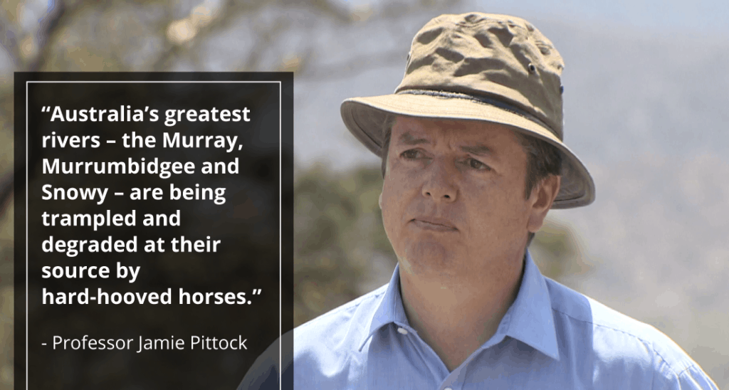 “Australia’s greatest rivers – the Murray, Murrumbidgee and Snowy – are being trampled and degraded at their source by hard-hooved horses."
- Professor Jamie Pittock