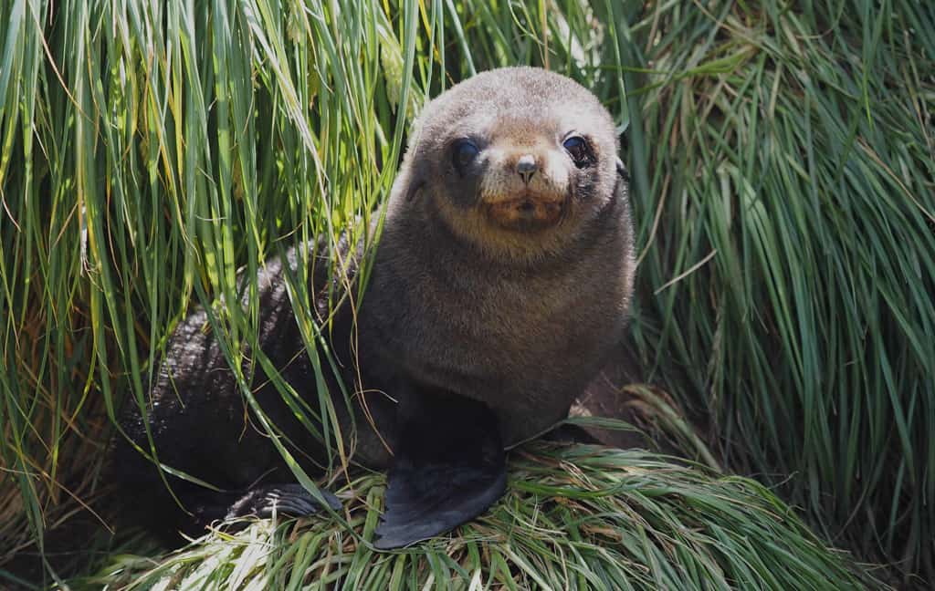 Antarctic fur seal pup. Photo: Andrea Turbett