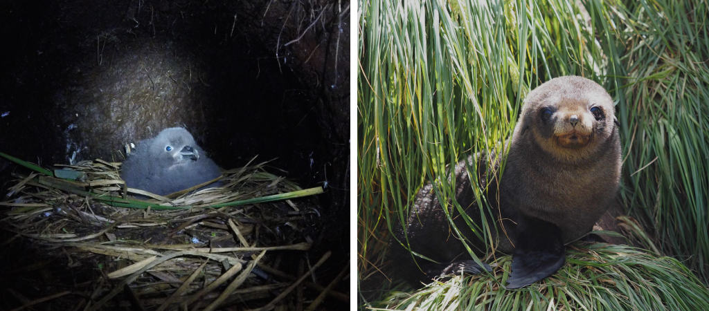 A grey petrel chick on nest and right, an Antarctic fur seal pub. Photos: Marcus Salton and Andrew Turbett
