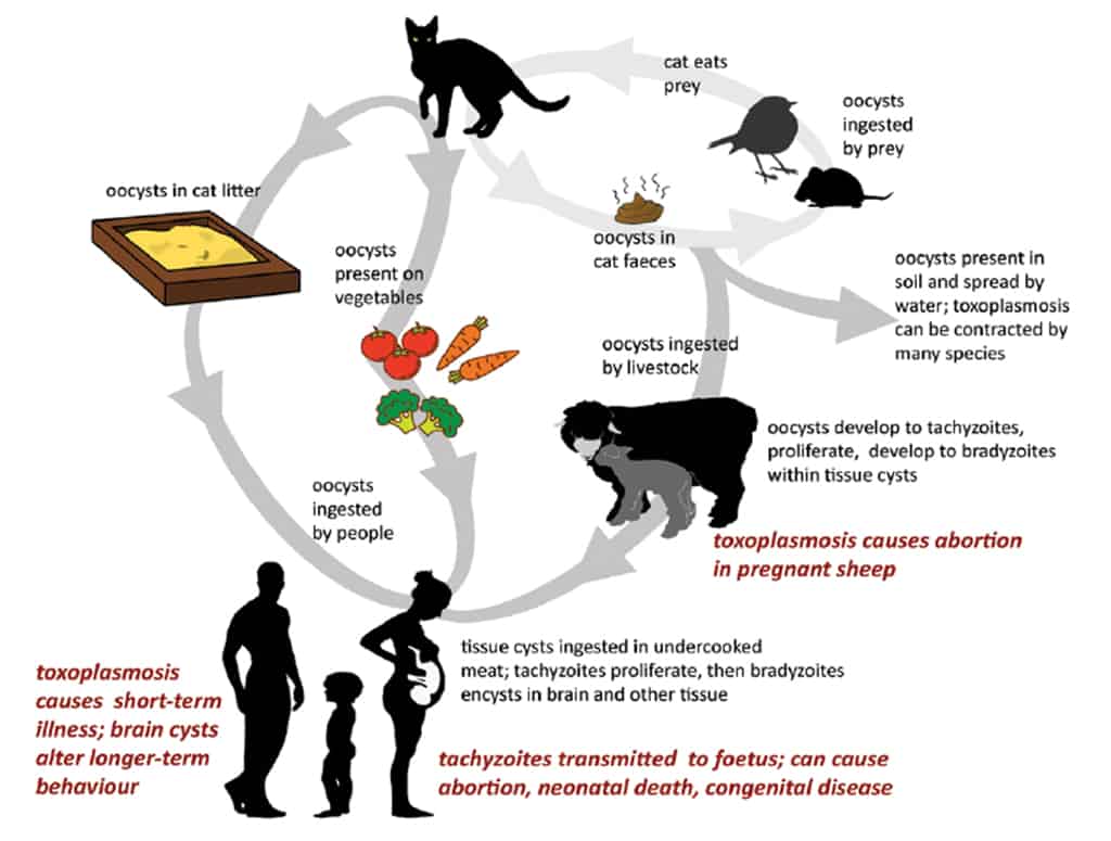 Lifecycle of Toxoplasma gondii. Source: Woinarski et al 2019