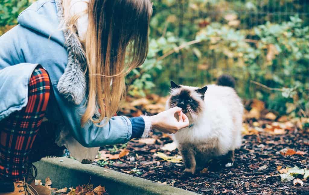 Feeding a pet cat.
