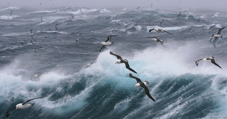Albatross flying over southern ocean.