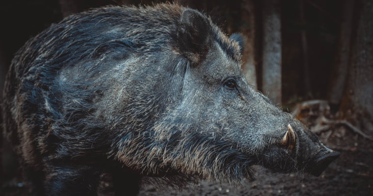 Aliens among us-Pixabay-Feral pig