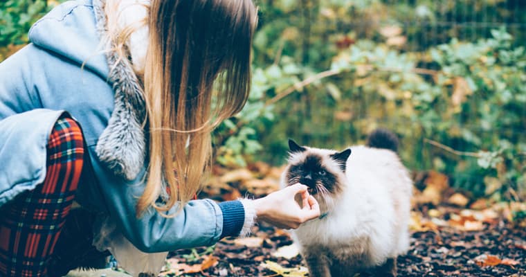 A young girl feeds her pet cat, not knowing it could be carrying disease. Photo: Freestocks | Pixabay