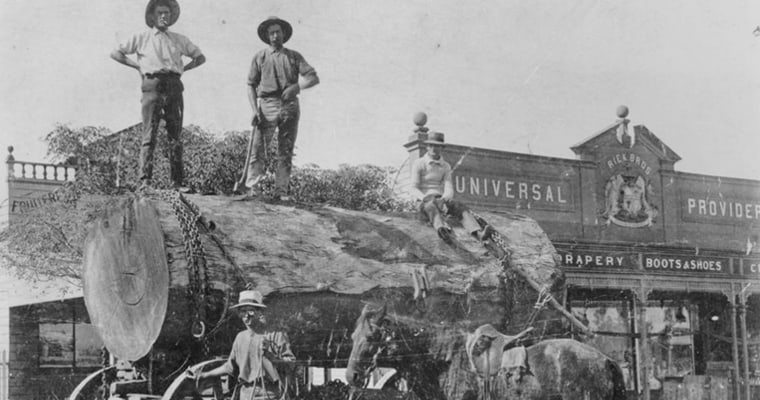 Loggers with large log Brisbane Street-Beaudesert ca 1915-Photo State Library of Queensland