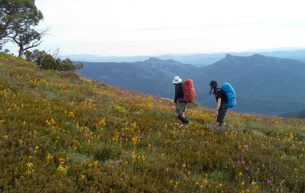 Australian Alps Walking Track in the Alpine National Park. Photo: Peter Conroy