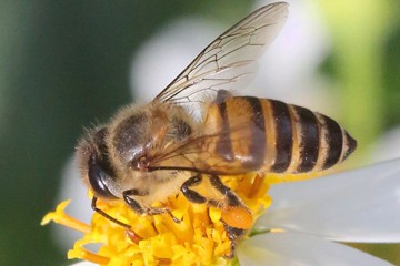 Asian honeybee