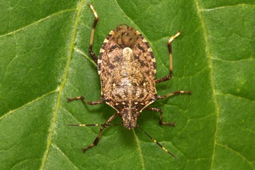Brown marmorated stink bug-Photo Yerpo
