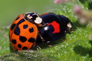 Harlequin ladybird