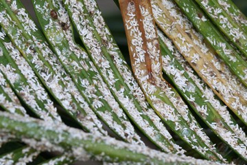 Asian cycad scale