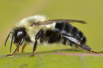 Common eastern bumblebee