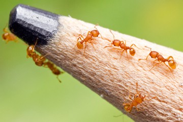 Electric ant