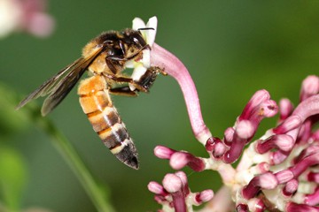 Giant honeybee
