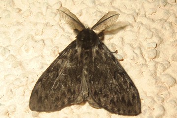 Gypsy moth