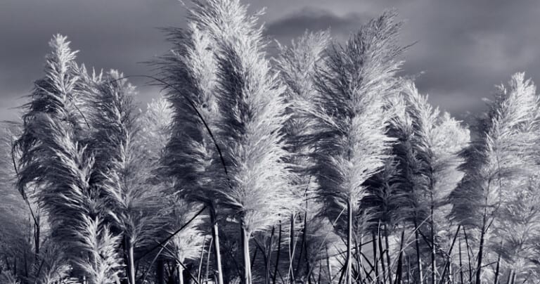 Pampas grass
