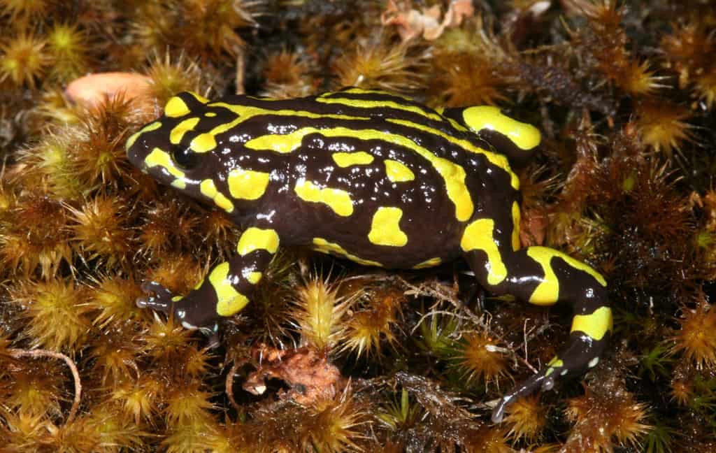 Northern corroboree frog-Photo Michael McFadden