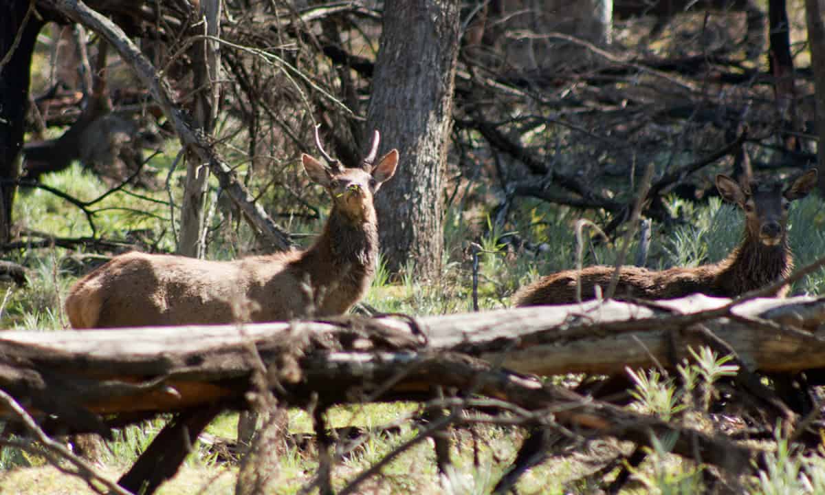 Red deer grazing, Moora Track, Grampians National Park, Victoria Australia.