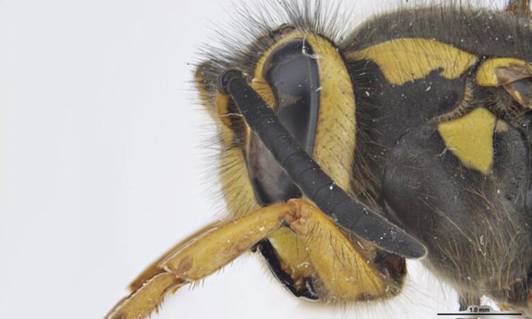 C-Western Yellowjacket-Photo Sarah McCaffrey Museums Victoria