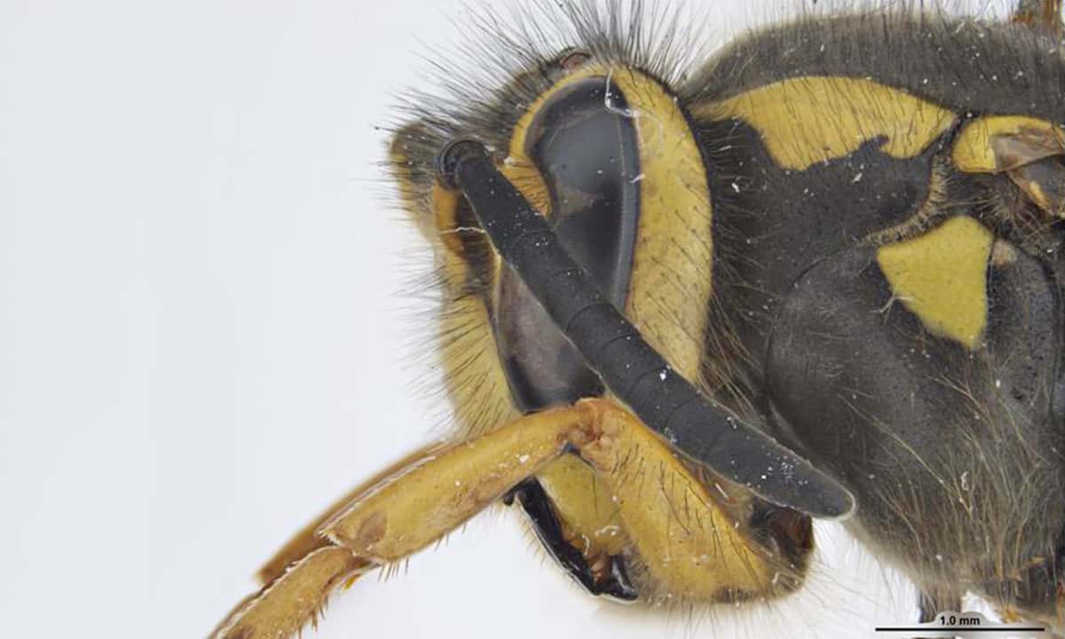 C-Western Yellowjacket-Photo Sarah McCaffrey Museums Victoria