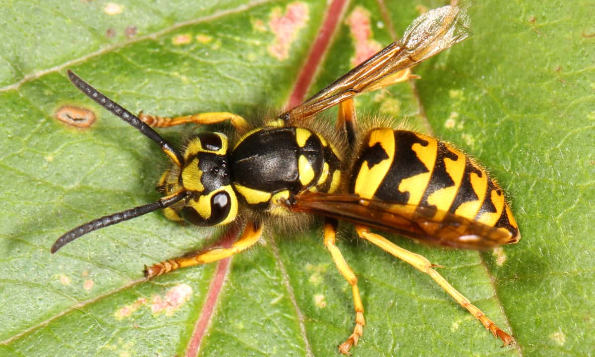C-Western yellowjacket-Photo Judy Gallagher