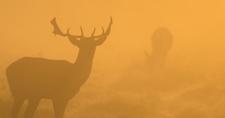 Deer in mist