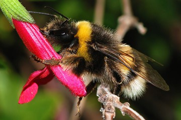 Large earth bumblebee