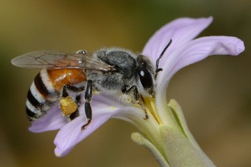 Red dwarf honey bee