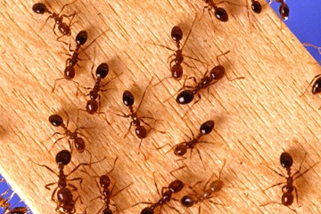 Red imported fire ant