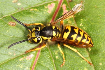 Western yellowjacket