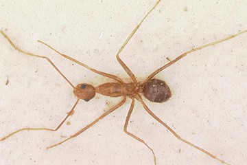 Yellow crazy ant