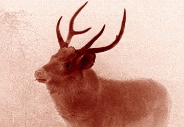 Feral deer