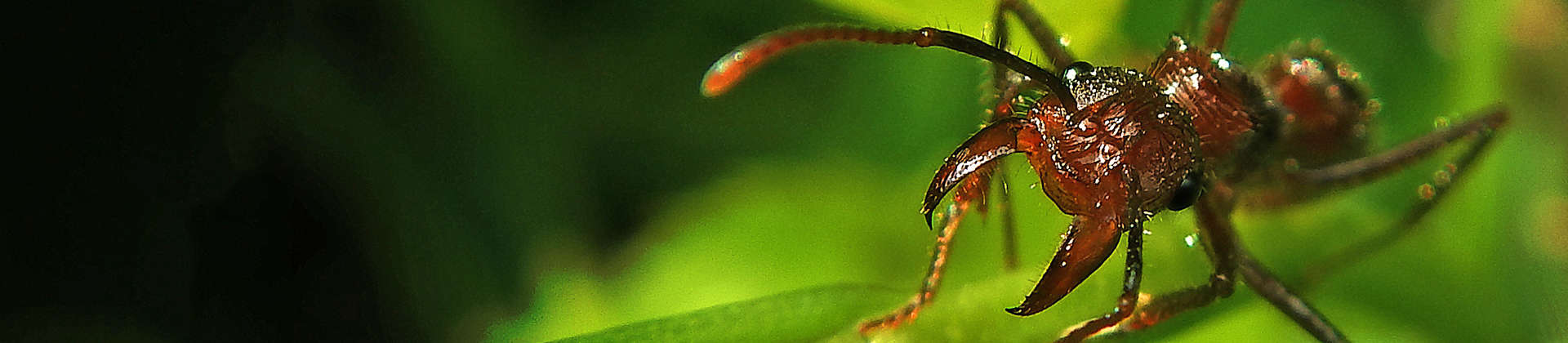 Ant ready to attack-Photo Ernesto Rodriguez | Pixabay