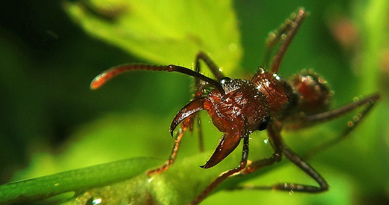 Ant ready to attack-Photo Ernesto Rodriguez | Pixabay