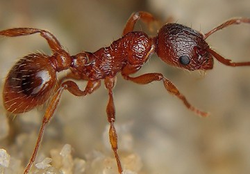 Thumb-European-fire-ant-Myrmica-rubra-Ryszard-Flickr-CC-BY-NC-2-0