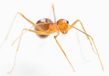 Yellow crazy ant. Photo: David Wilson