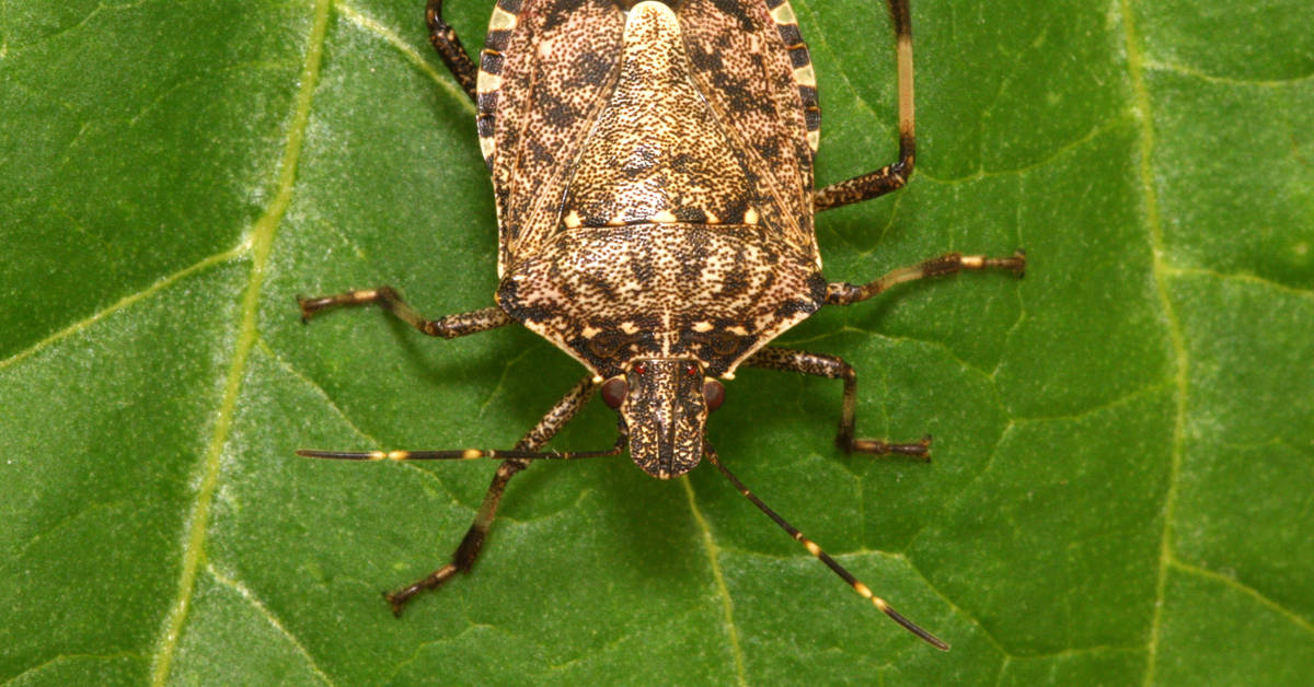 Brown marmorated stink bug. Photo: Yerpo-CC BY 3.0