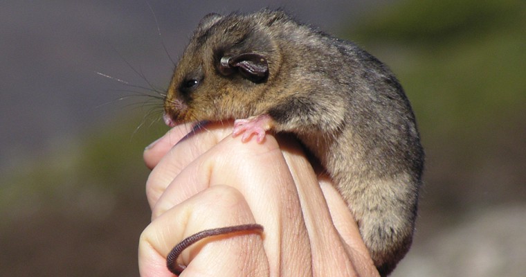 Mountain pygmy-possum-Photo Australian Alps collection - Parks Australia