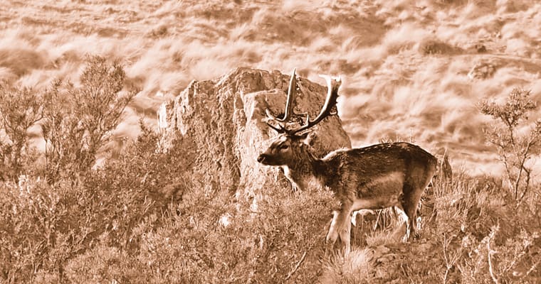 Feral deer on private conservatoin land Tasmania