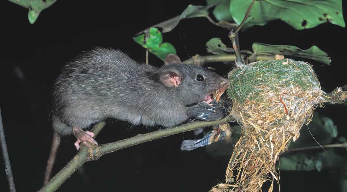 Black rat-copyright Nga Manu Images