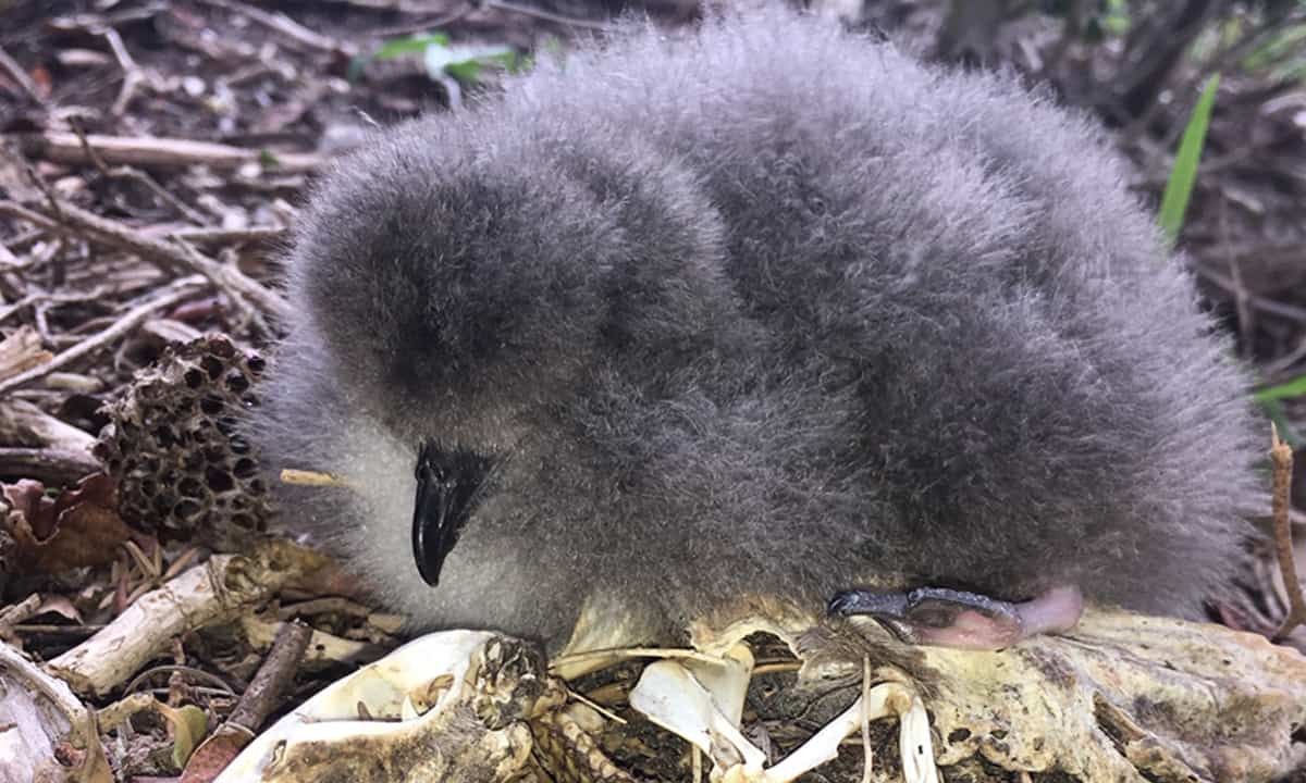 Black winged petrel chick-Photo Nicholas Carlile