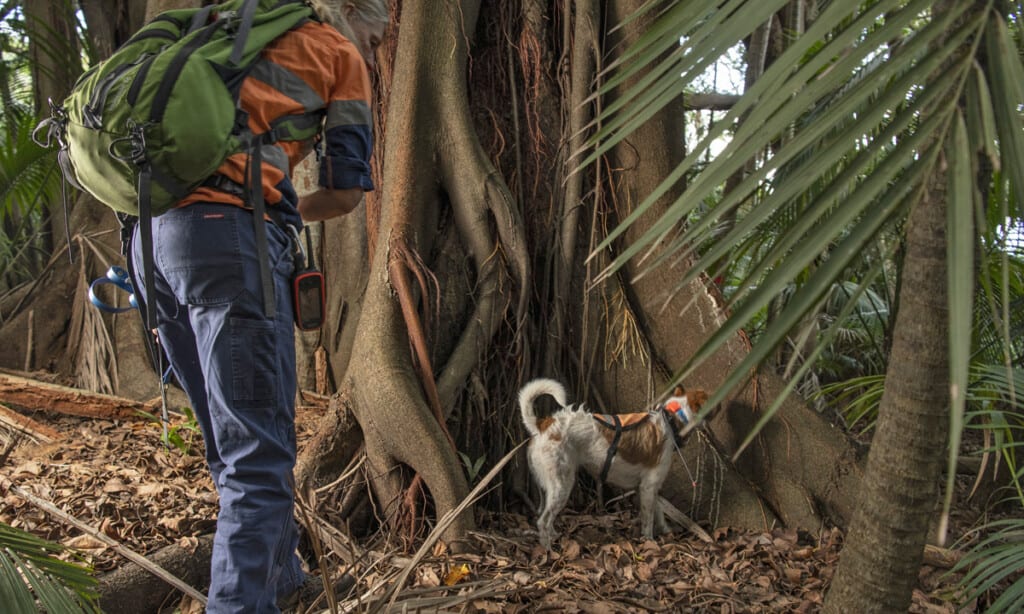 Conservation detector dog-Lord Howe Island-Photo Justin Gilligan