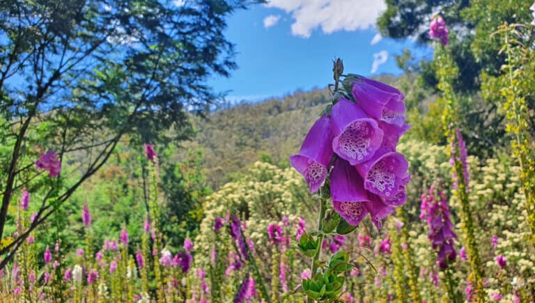 C-Foxglove-Tasmania-Photo-John-Sampson