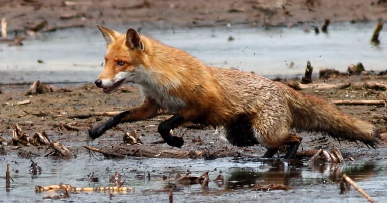 A fox on the hunt in Edithvale wetlands, Victoria. Photo: Wayne Butterworth | Flickr | CC BY-NC 2.0