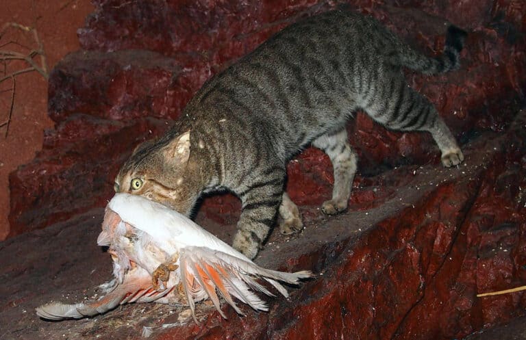 C-Feral-cat-Photo-Mark-Marathon-CC-BY-SA-2