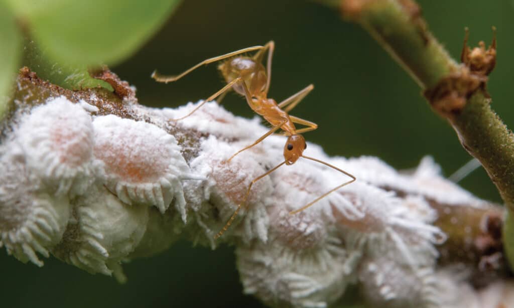 Yellow crazy ants. Photo: Flickr-budak | CC BY NC ND 2.0
