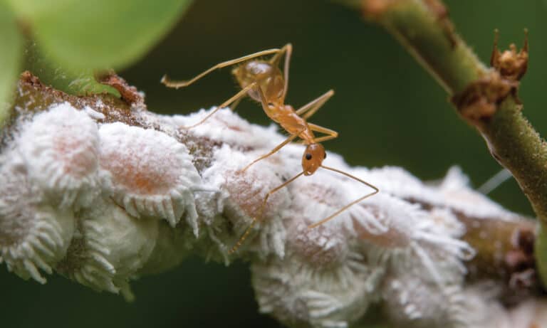 C-Yellow-crazy-ants-Flickr-budak-CC-BY-NC-ND-2