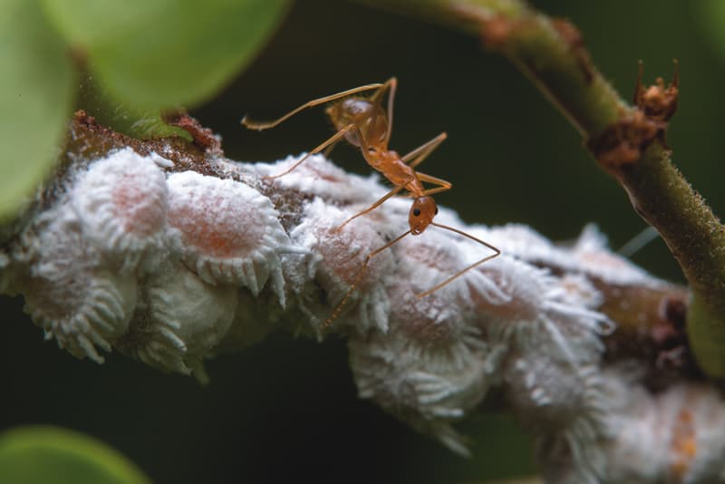Yellow Crazy Ants