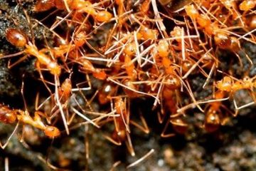 ISC Website Feature Image Yellow Crazy Ants Mark Marathon CC BY-SA 4.0