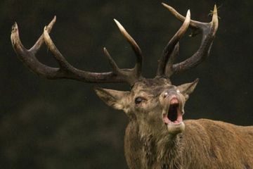 sambar deer